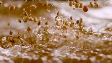 赵王酒业——邯郸壹号版